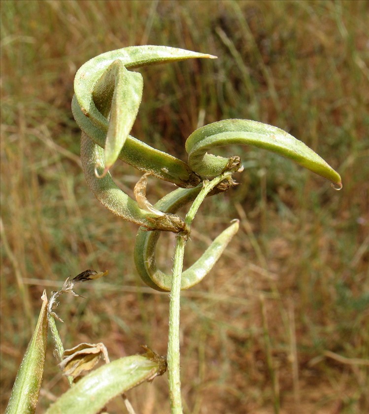 פירות. צילום: רון פרומקין