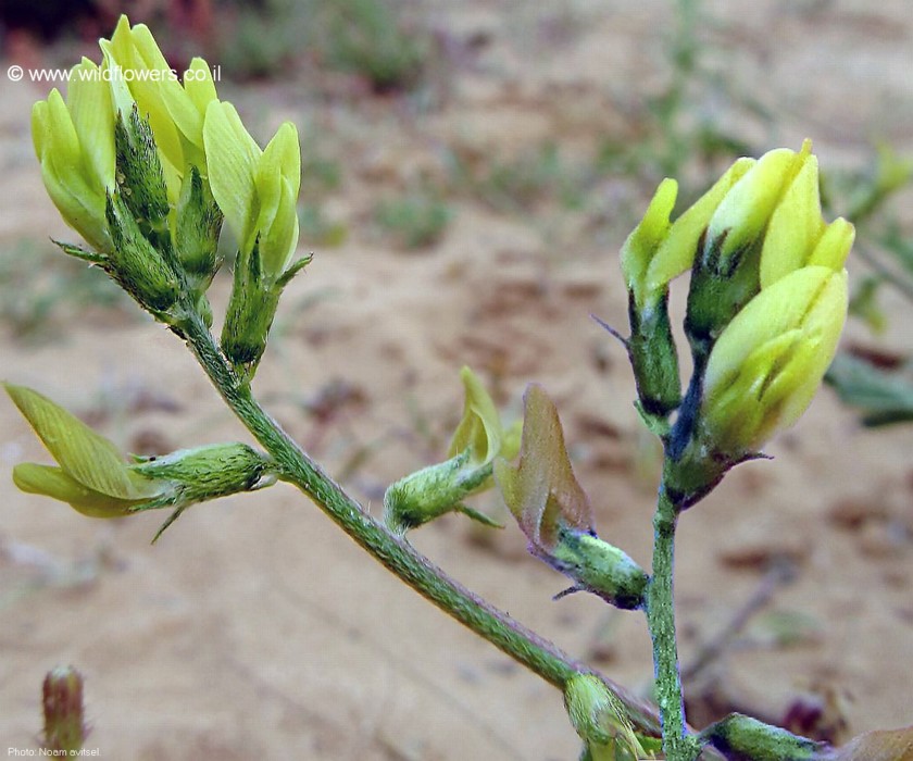תפרחות. צילום: נעם עביצל