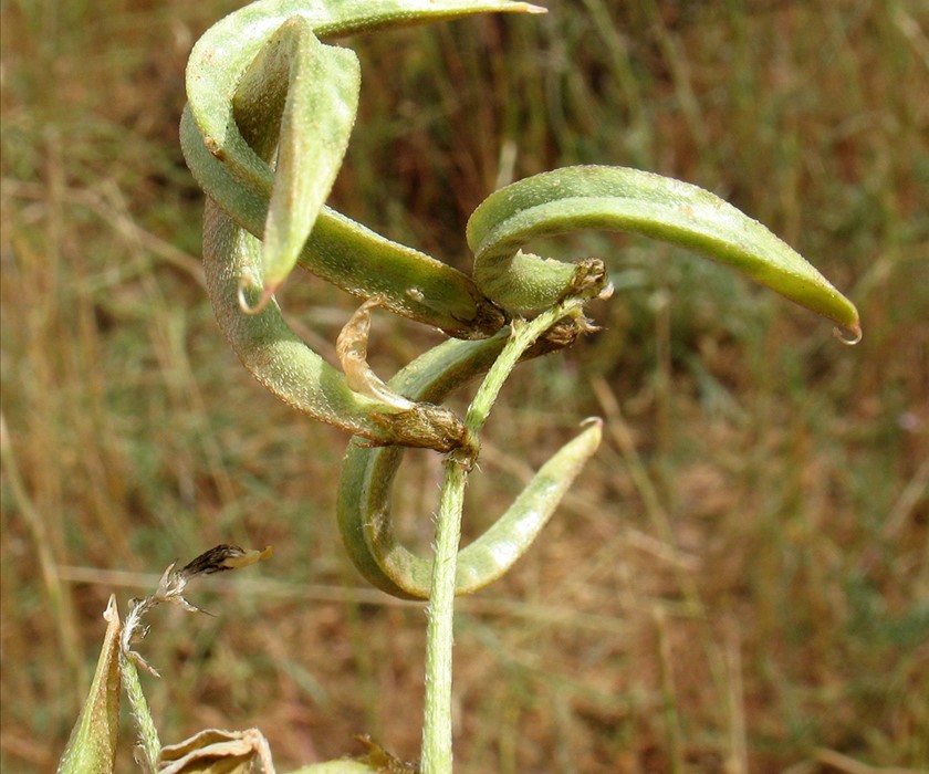פירות. צילום: נעם עביצל