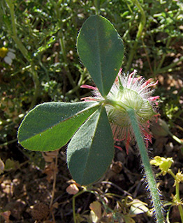 מורדות החרמון, 6-2011. צילום: © רון פרומקין 