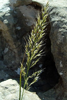 הר קטע חרמון, 5-2007. צילום: © רון פרומקין