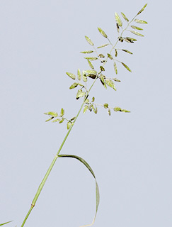 בריכת רם, צפון הגולן, 9-2015. צילום: © דרור מלמד