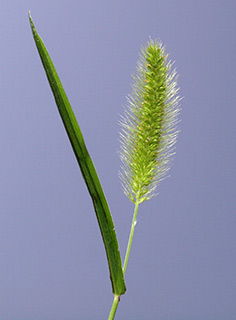 ברכת רם בצפון הגולן, 9-2015. צילום: © דרור מלמד