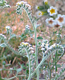 צילום: © שרה גולד