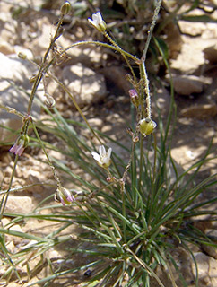 בורות לוץ, 30-3-2010. צילום: © רון פרומקין