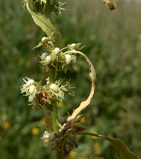 שרון, 4-2008. צילום: © רון פרומקין