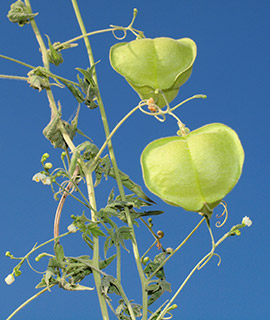 צילום: © דרור מלמד