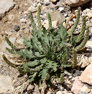 מג'דל שאמס, 5-2018. צילום: © איתן שפירא