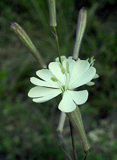 גליל עליון, 5-2006. צילום: © רון פרומקין