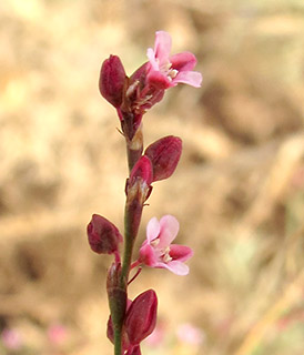בית נטופה , 10-2015. צילום: © יובל עברון