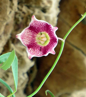 אחי-חרגל אפריקני באזור בית הכנסת העתיק בעין גדי , 9-2015. צילום: © דרור בר-ניר