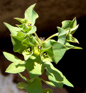 תמרה, גליל מערבי, 2-2008. צילום: © רון פרומקין