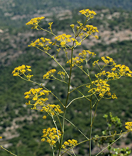 הרי ירושלים, 5-2016, צילום: © שרה גולד