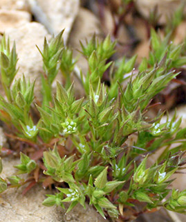 חרמון. צילום: © ערגה אלוני