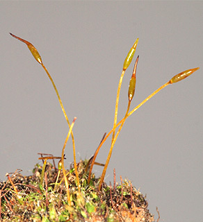 מול נבו שליד ים המלח, 2-2021. צילום: © דרור מלמד