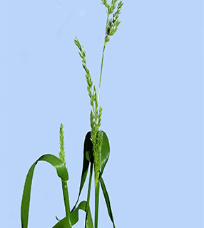 גן הצמחים הנדירים, געש. צילום: © דרור מלמד