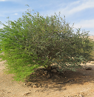 גן מדבר בסמר , 11-2016, צילום: © אלי ליבנה