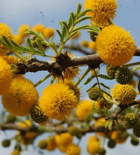 שיטת שפנר, צילום: © פבלו צ'רקסקי