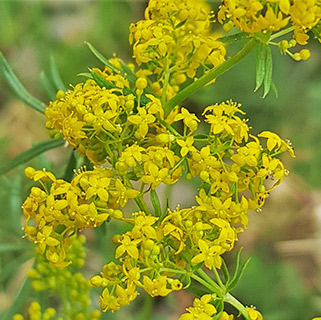 חרמון , 6-2021. צילום: © איתן שפירא