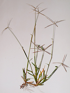 נס ציונה, 12-2015. צילום: © דרור מלמד