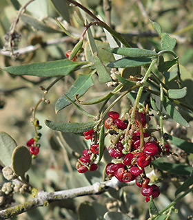 ליד באר שבע במטע נטוש, 10-2015. צילום: © שרה גולד
