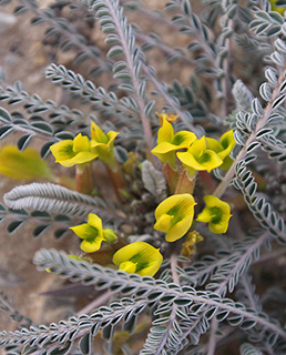 ערבה, 2-2016. צילום: © ערגה אלוני