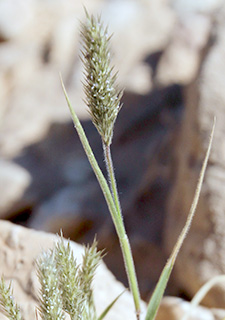 ערבה, 2-2016. צילום: © ערגה אלוני