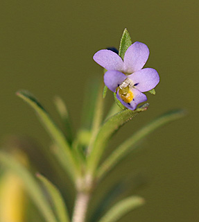 מצפה יאיר, 3-2018. צילום: © שרה גולד