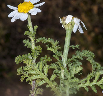 ליד ראש הנקרה, 3-2016. צילום: © יהודה מרטה