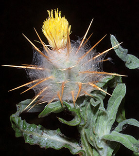 הגן של עמיר פז בקיבוץ געש, 4-2016. צילום: © דרור מלמד