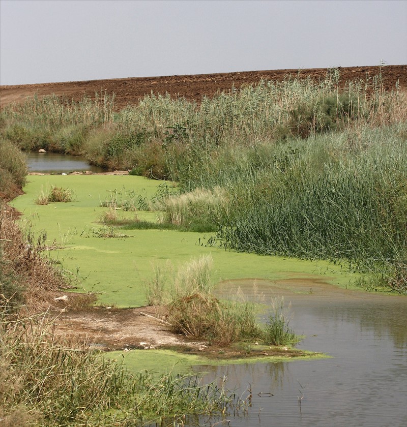 נחל אלכסנדר נצבע בירוק מעדשת המים. צילום: שרה גולד