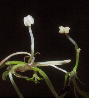 צורימן, רמת-הגולן, אפריל. צילום: © דרור מלמד