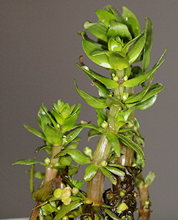 שמורת אורטל בגולן, 5-2016. צילום: © דרור מלמד