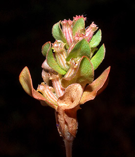 דלתון , 5-2016. צילום: © דרור מלמד