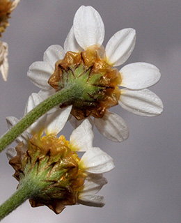 חרמון, 5-2016. צילום: © דרור מלמד