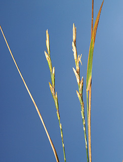 גולן, 6-2016. צילום: © דרור מלמד