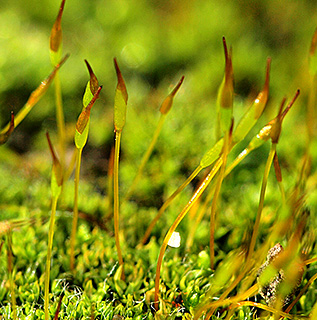 טחב סלולית החומות. צילום: © דרור מלמד