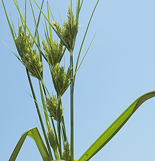 גן הצמחים הנדירים של עמיר פז, קיבוץ געש , 8-2016. צילום: © דרור מלמד