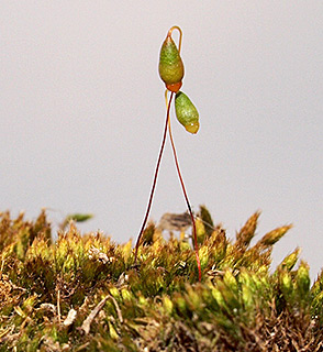 נחל הוד בכרמל, 2-2016. צילום: © דרור מלמד