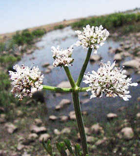 גולן צורימן, צילום: © יואב גרטמן