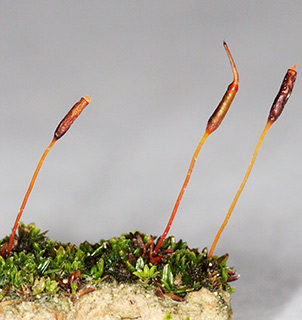 ביער שגב, 2-2017.  צילום: © דרור מלמד