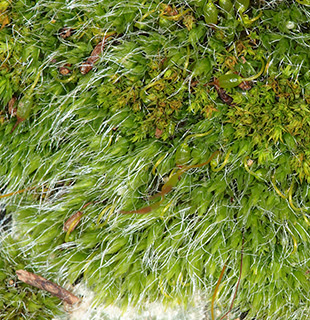 הר הטייסים , 2-2016. צילום: © דרור מלמד