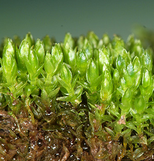 נחל דליות בגולן , 2-2023. צילום: © דרור מלמד