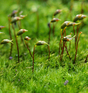 נחל השופט, 3-2016. צילום: © דרור מלמד