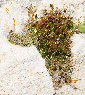 גבעתיים, 2-2016. צילום: © דרור מלמד