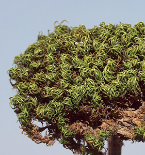 נחל הוד בכרמל, 2-2016. צילום: © דרור מלמד