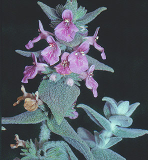 חרמון, 1980. צילום: © יהודה מרטה