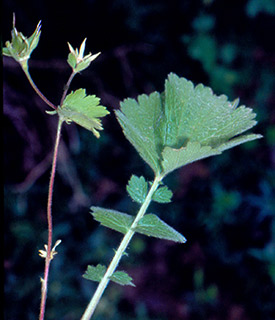 חרמון, 1980. צילום: © יהודה מרטה