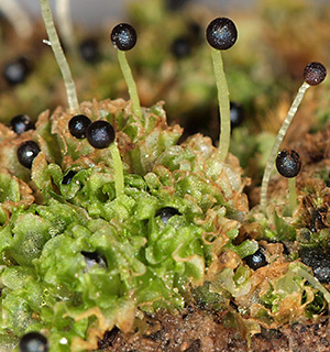 עתלית, 3-2017. צילום: © דרור מלמד