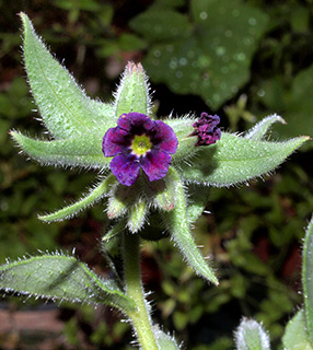 בגן של אילן טל בכפר יהושע , 3-2017. צילום: © דרור מלמד